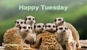 Get the best tuesday quotes that will inspire and light up your mind to be more productive. Happy Tuesday Animals Pics