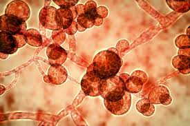Image result for Buchnera candida