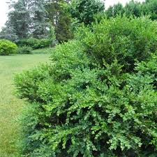 Image result for Buxus