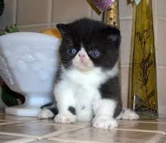 Black And White Persian Cat Pin On Exotic Cats