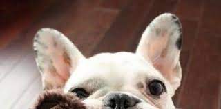 Stop French Bulldog From Biting Feet With These 6 Tips French Bulldog Breeders Aggressive Dog Breeds Aggressive Dog