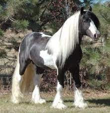 kaltblut pferd clydesdale pferde pferde schone pferde