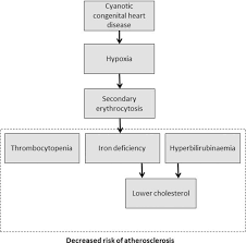 Cyanotic Congenital Heart Disease And Atherosclerosis Heart
