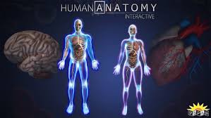 Popar Human Anatomy Chart 1 6 Free Download