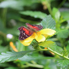 Das hotel liegt ruhig, nur von der beliebten strandpromenade vom langen, flach abfallenden feinsandigen strand getrennt. Royal Dragon Hotel Prices Reviews Side Turkey Tripadvisor