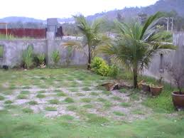 Cara tanam rumput karpet.sebut sahaja tentang rumput karpet. Cara Menyemai Benih Rumput Karpet Benih Toko