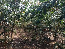 Gardeners have discovered the tree assists other plants by adding nitrogen. Plant Profile Zero Input Agriculture