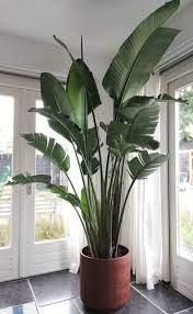 A bird of paradise can reach a height of 5 feet. Hottest Screen Bird House Indoor Concepts You Will Find Incalculable Forms Of Birdhouses On The Market Big Indoor Plants House Plants Indoor Plant Decor Indoor