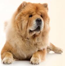 The mature chow chows are from 40cm to 50 cm high, and weigh from 30kg to 40kg. Your Rough Coated Chow Chow S Health