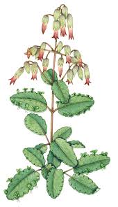 Image result for Kalanchoe pinnata
