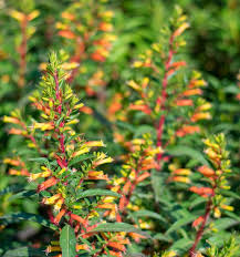 We did not find results for: Candy Corn Plant Cuphea Micropetala Types Of Candy Corn Plants