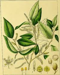 Image result for Opilia amentacea