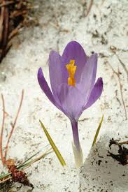 Image result for Pycreus cuanzensis