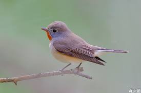 Birds With Red Heads Uk Pin On Birds
