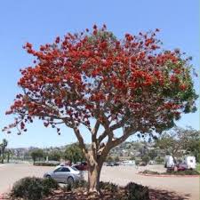 Image result for Erythrina afra