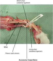 Shop for cat scratching pads in cat scratchers and scratching pads. Dorso Medial Antebrachiocarpal Luxation With Radio Ulna Luxation In A Domestic Shorthair Sciencedirect