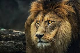Made in the uk.subscribe to all things animal tv! Consiguen Descifrar La Historia Evolutiva De Los Leones