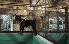 Is the founder and president of the nc pet adoption league and served as the executive director of the society for the prevention of cruelty to animals. Photos Guilford Animal Shelter Waives Some Adoption Fees Gallery Greensboro Com