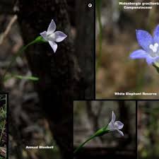 This graceful perennial ground cover, native to all australian mainland states, grows to 40cm high and 30cm wide with suggested planting spacing of 20cm. Tufted Bluebell Wt Landcare Flora Index