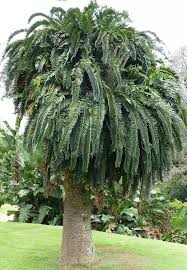 Image result for Encephalartos