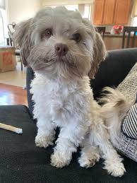 / what is the best dog food to feed a 4 month old havanese puppy? 13 Months Old And 6 Pounds How Old And Heavy Are You Havanese Pups Havanese