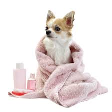 The cabot family are residents of the boston area in 2287. All For Pets Veterinary Clinic Home Facebook