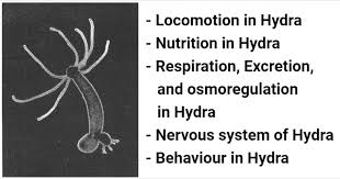 A cell wall is absent. Hydra Locomotion Nutrition Respiration Excretion Nervous System Behaviours