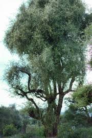 Image result for Rhamnus prinoides