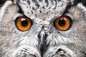 Can owls see far away? 9 Amazing Owl Facts