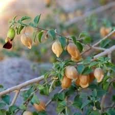 Image result for Tinnea