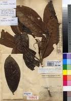 Image result for Rothmannia whitfieldii