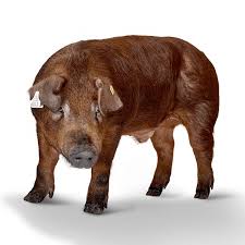 Livraison offerte dès 50€ par producteur. Vente Directe De Porc Fermier La Louvrie