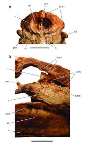 Kaprosuchus is an extinct genus of mahajangasuchid crocodyliform. Skull Of The Crocodyliform Kaprosuchus Saharicus Gen N Sp N Download Scientific Diagram