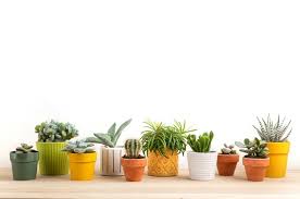 Free shipping for many products! Jardinier Dans Un Tablier Guy Africain Dans Une Serre Fleurs Dans Un Pot Photo Gratuite