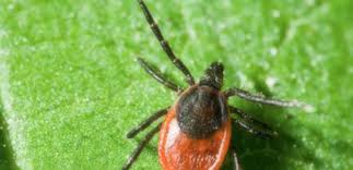 Our fully certified pest controller offers a full range of commercial pest elimination services at a reasonable cost. Pest Control Brisbane Organic Pest Control For Tick