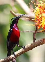 Check spelling or type a new query. Terjual Burung Kolibri Ninja Bahan Kaskus