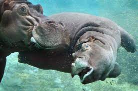 Hip Hippo Hooray I M One Today Hippo Hippopotamus Baby Hippo
