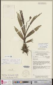 Image result for Polystachya odorata