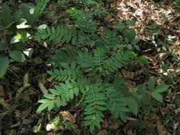 Image result for Sophora velutina