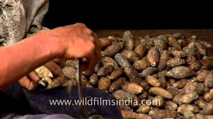 By consuming betel nuts, muscle strength and speech can be improved. Betel Nut Cutter Youtube