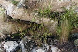 Image result for Oleandra distenta