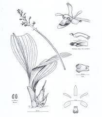 Image result for Liparis nervosa