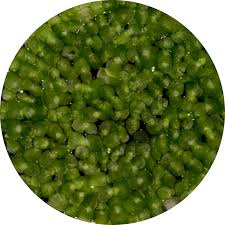 Image result for Wolffiella