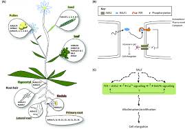 Arrows exhibit the direction of growth of cells and organ. Rapid Alkalinization Factor Ralf Peptides In Plant Growth And Download Scientific Diagram