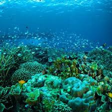 Maybe you would like to learn more about one of these? 10 Surga Bawah Laut Indonesia Destinasi Cantik Untuk Liburan Tak Terlupakan