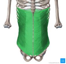 The rib cage protects the lungs by going over it. Abdominal Wall Layers Muscles And Fascia Kenhub