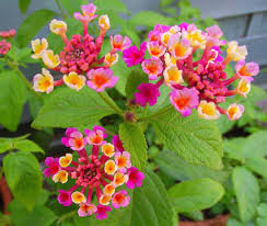 Pin On Mine Lantana
