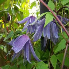 'blue' is a very hardy cultivar that grows well in partial shade or sun and can also be used as a ground cover. Clematis Macropetala Online Kaufen Clematisonline De