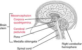 Image result for Midbrain