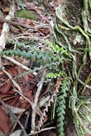 Image result for Grammitis